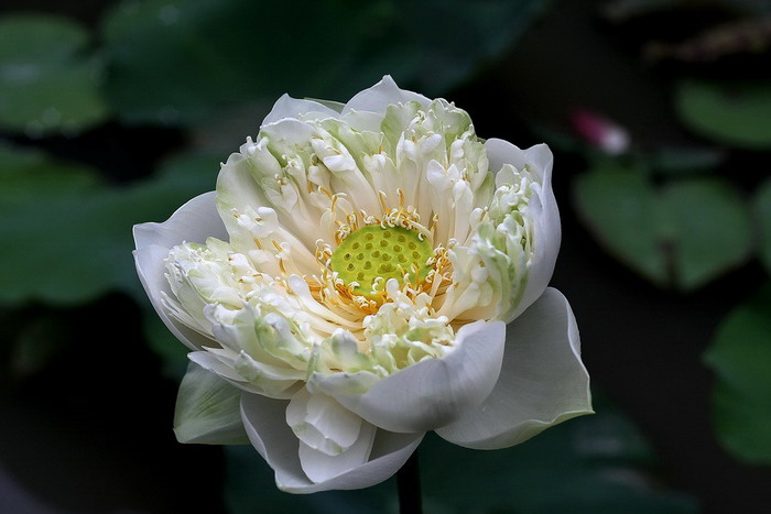 รูปภาพ