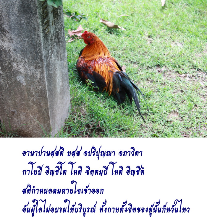 รูปภาพ