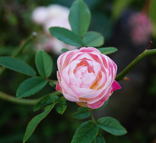 Image Image