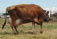 cattle-dairy-07_small.jpg