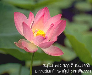 Lotus2.jpg