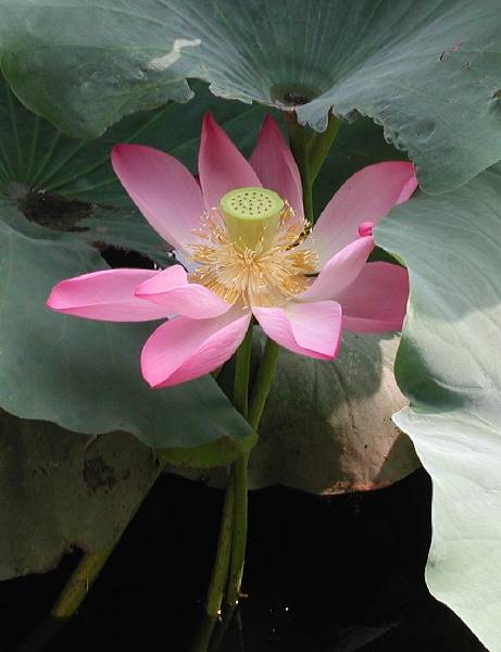 lotus-1.jpg