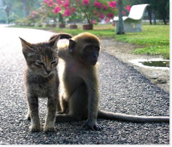 monkey + cat.jpg