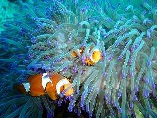 sea anemone2.jpg