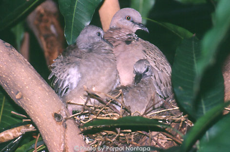 story_spotteddove03.jpg