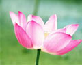 ภาพประจำตัวสมาชิก