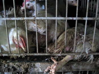 chicken in feces & dirt.j.jpg