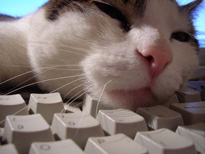 internet-cat.jpg