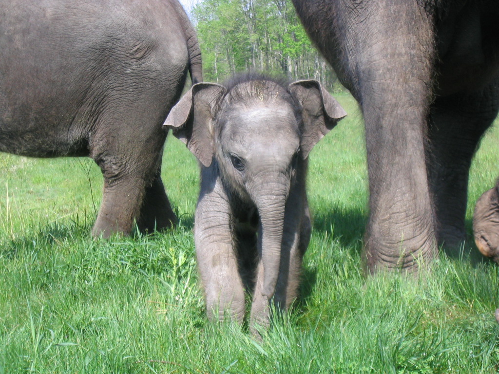 baby-elephant.jpg