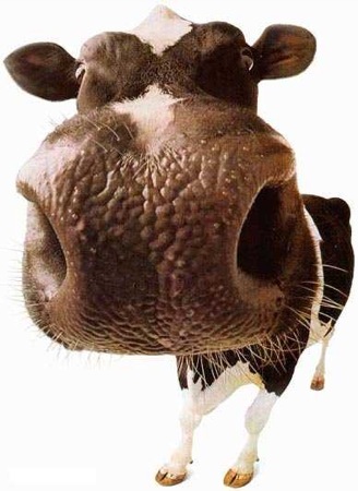 zoom-cow.jpg