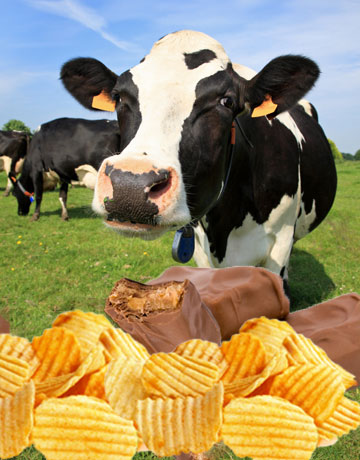cow-chocolate-chips-lg.jpg