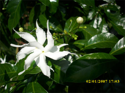DSCI0287.jpg