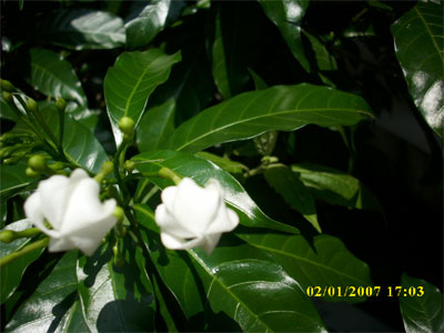 DSCI0288.jpg