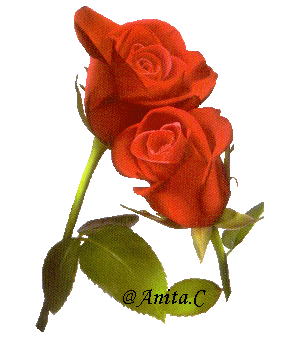 Rose.gif