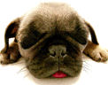 dog.bmp