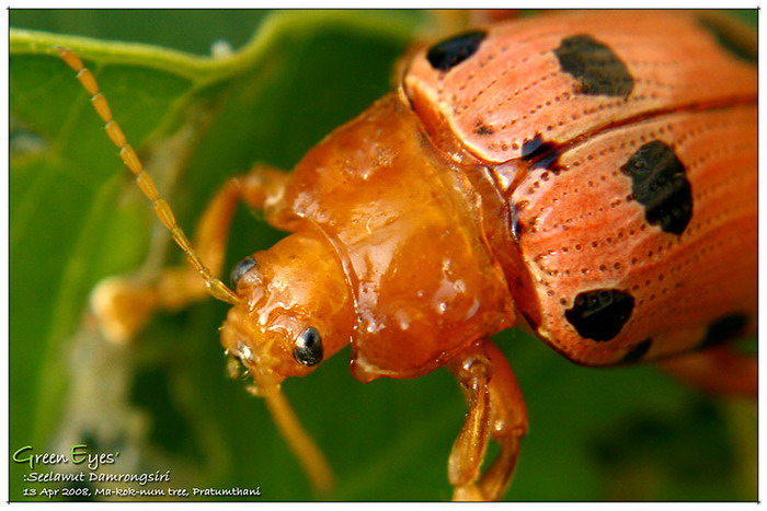 InsectsPics.jpg