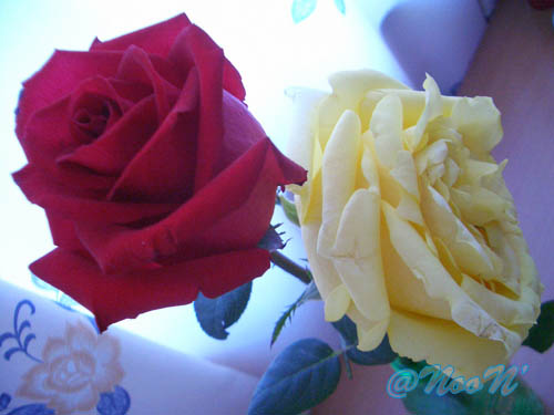 Guilin_roses.jpg