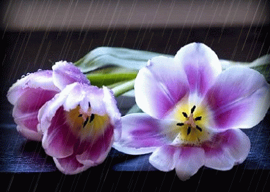 2df74e4558.gif