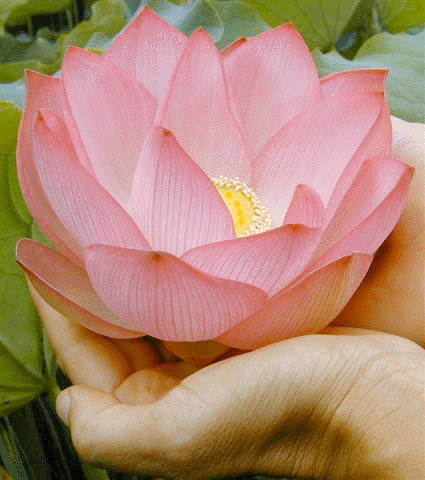 Lotus.gif