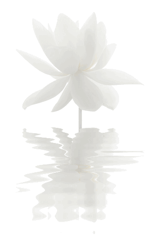white-lotus-flower.gif