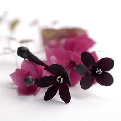 blumen_3.jpg