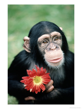 378778Chimpanzee-Holding-a-Red-Flow.jpg