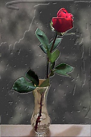 rose001-52.jpg