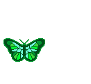 anibfly14.gif