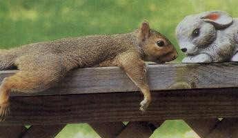2007-10-08_151725_chipmunklove.jpg
