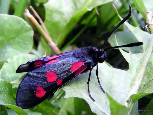 blackredbutterfly1_resize.jpg