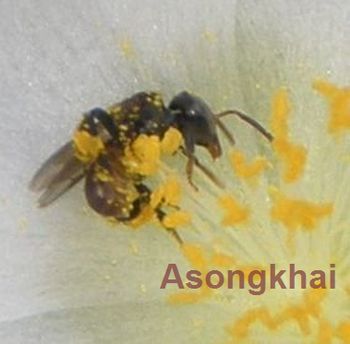 asong350.jpg