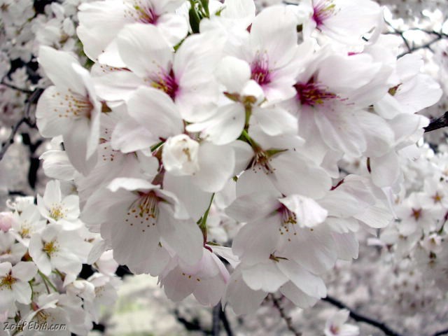 sakurae18.jpg