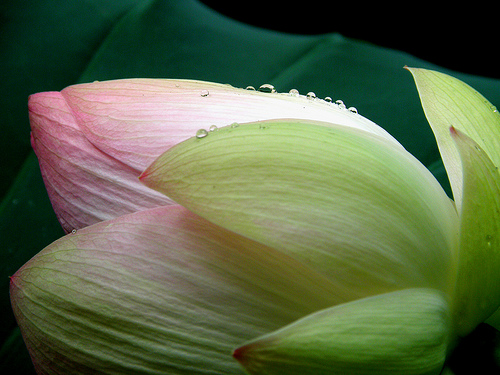 2724425338_335dbb6b57.jpg