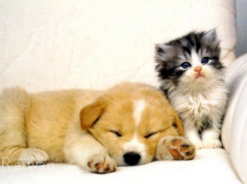 raiwan_cat_dog_0_out.jpeg