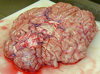 Head0015.jpg