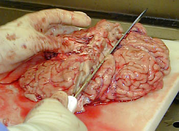 Head0016.jpg