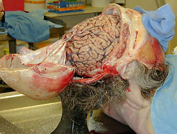 Head0011.jpg
