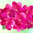 1011-008-01-1036.gif