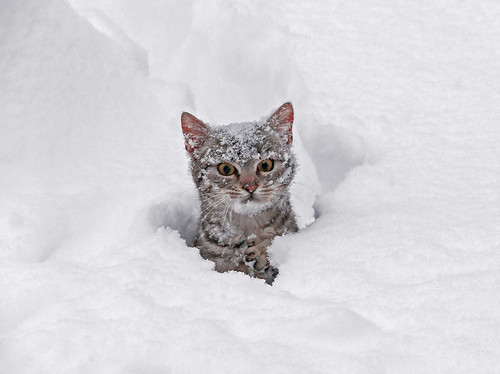 amusing,animals,cats,snow,cat,cute-dc15e43397fa6f8311412f1708e6d52c_h.jpg