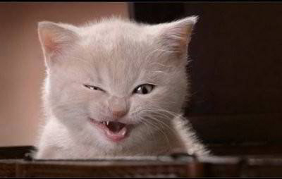 funny%20cat%201.jpg