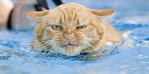 mad-cat.jpg