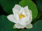 Lotus19.jpg