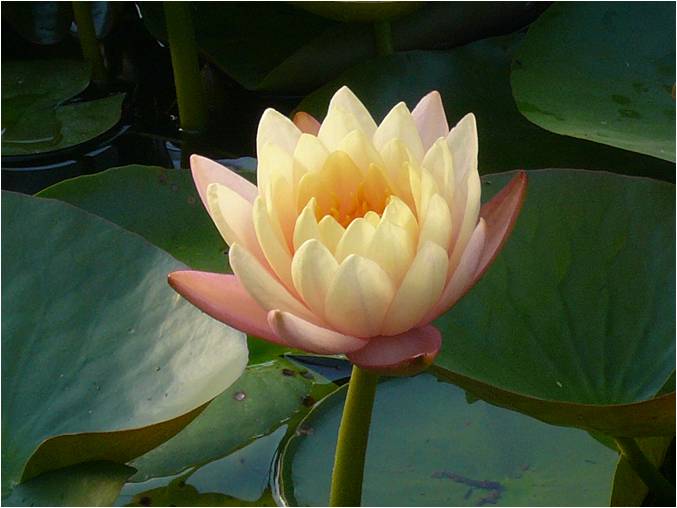 lotus.jpg