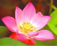 Lotus218.jpg