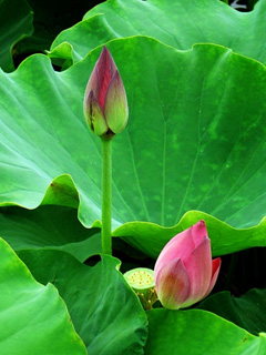lotus272.jpg