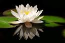 lotus295.jpg