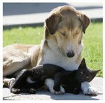 Dog&Cat.jpg