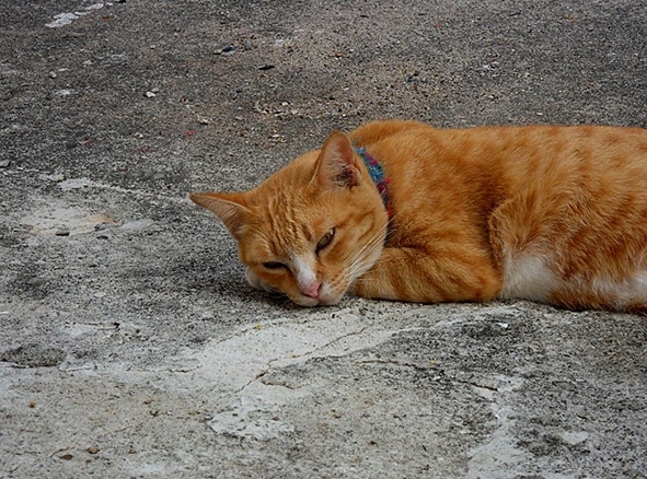 เหมียววัดราษฏร์.jpg