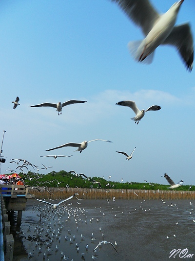 บางปู2.jpg