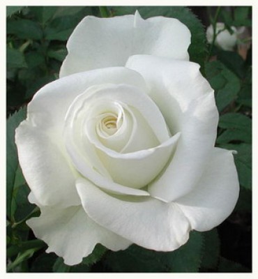 กุหลาบขาว.jpg
